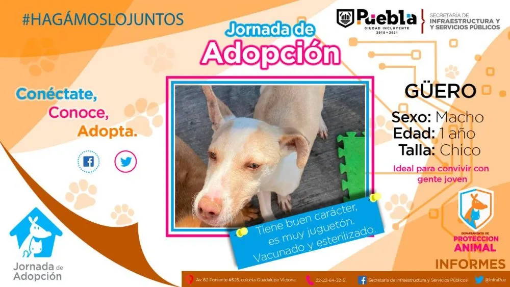 #AdoptaNoCompres, promueve Ayuntamiento la adopción de perritos