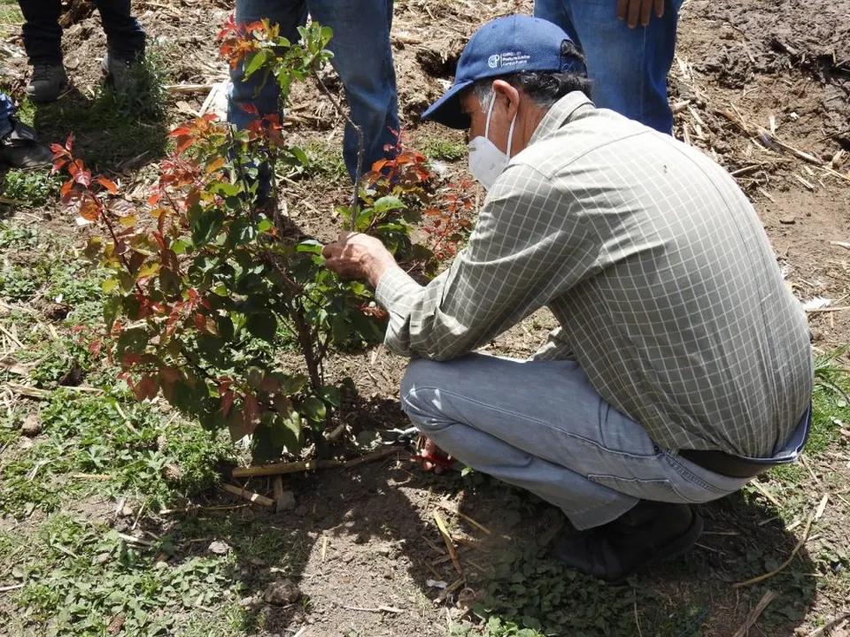 Ayuntamiento de Puebla capacita sobre la importancia y el manejo del nogal