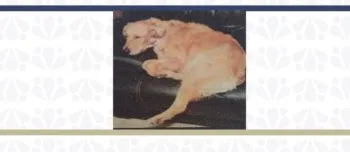 Fiscalía de Puebla logra la reparación integral del daño por caso de crueldad animal