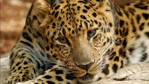 Día Mundial de los Animales, 19 especies en peligro crítico de extinción
