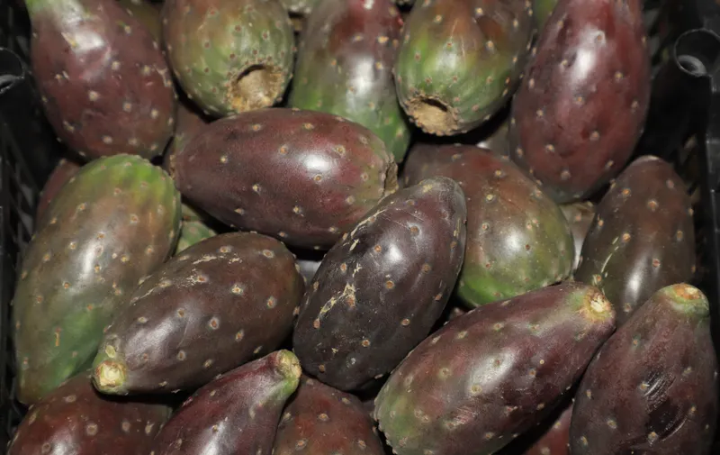 Feria de la Tuna y el Nopal