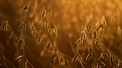 México sería el ganador si China pone aranceles a soya de EU