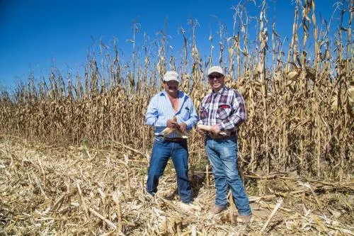Granjas Carroll apoya a productores agrícolas a mejorar rendimientos en campo
