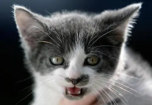 Diagnostican a tres gatos con peste negra en EEUU