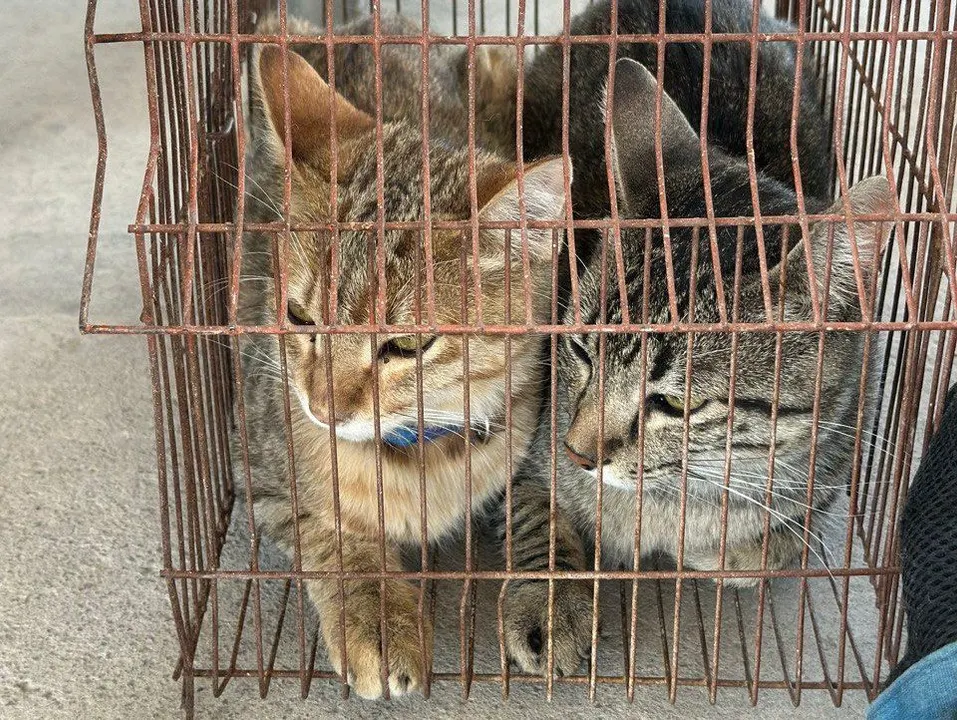 Protección Animal