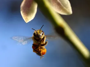 ”Microaviones” buscan reproducir aerodinámica de las abjeas
