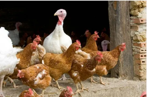 Sacrifican 25 mil aves tras foco de gripe aviar en Dinamarca