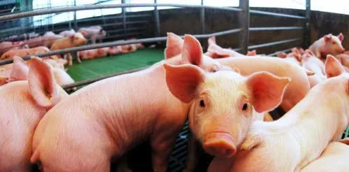 Puebla tercer lugar nacional en la producción de carne porcina