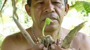 Top 6 de plantas sumamente alucinógenas
