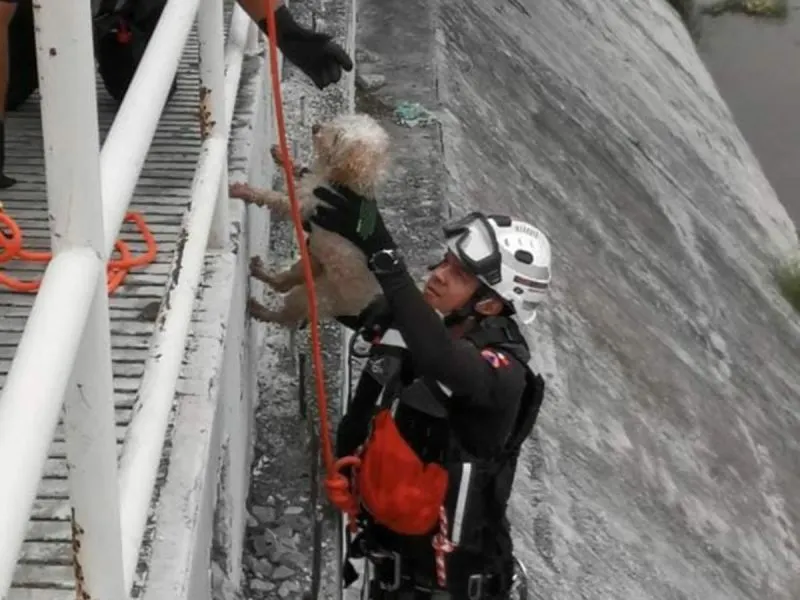 Rescatan a perrito atrapado en canal de aguas negras