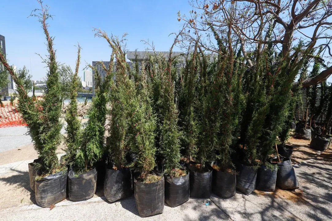 Gob Pue Plantacion Arboles Cinturon Verde