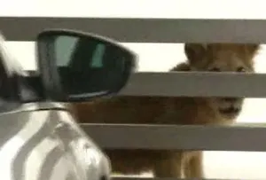 Familia encuentra a ?Simba? en el patio de su casa, en Monterrey