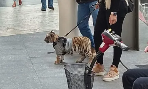 Amonestan a Plaza Antara por cachorro de tigre de bengala