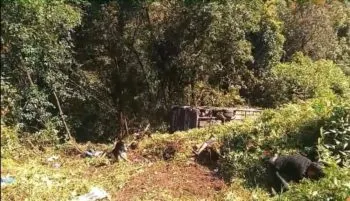 Autobús de la línea Futura cae a un barranco en Huauchinango; más de 25 heridos