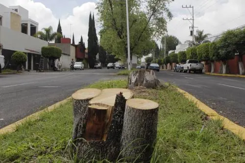Comparecerá la empresa Madaxi por la tala de árboles en la Calzada Zavaleta: Myriam Arabián
