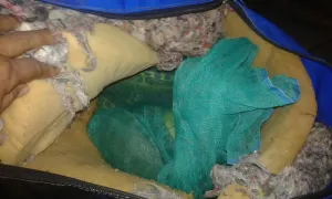 Asegura Policía Federal en Puebla a una persona que transportaba 45 tortugas en maletas