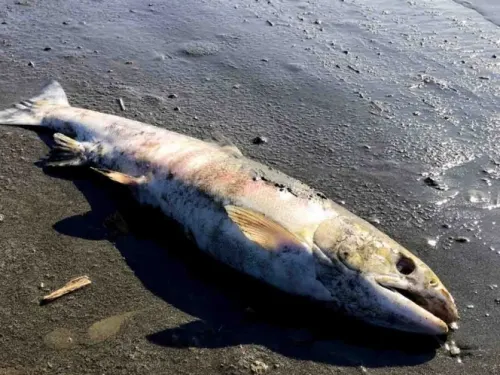 Peces serían más vulnerables a calentamiento global de lo pensado