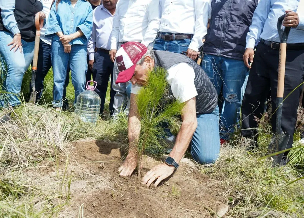 Ayto Pue Plantacion Arboles Reforestacion