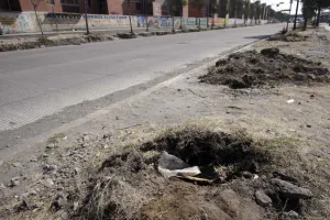 Siembra de árboles en la capital será vigilada por miembro del Cabildo