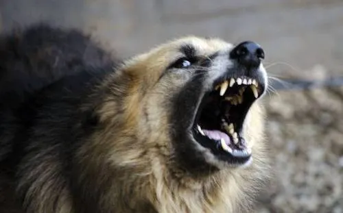 Perro le desprende el rostro y retinas a su dueña