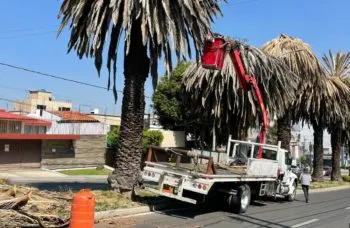 Ayuntamiento de Puebla realiza intervenciones en palmeras en la colonia La Paz y avenida Juárez