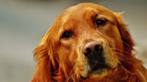 Cariño canino: Los perros comparten el mismo ritmo cardiaco de sus dueños