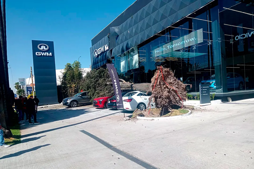 Arbol Caido Bulevar Hermanos Serdan