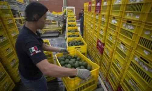 Aguacate y carne de res, dos casos de éxito mexicano gracias al TLCAN