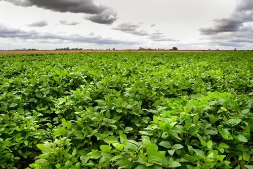 Aumenta producción agrícola 11% en cuatro años: SAGARPA