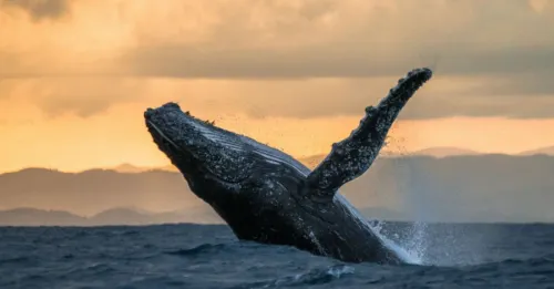 Publican calendario 2018-2019 para avistar ballenas en costas mexicanas