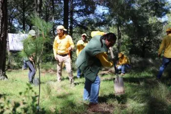 Se destinarán 300 mil plantas a la Mixteca para recuperar áreas deforestadas y degradadas