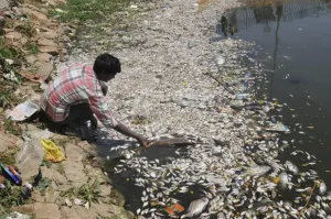 Miles de peces muertos en un lago de la India