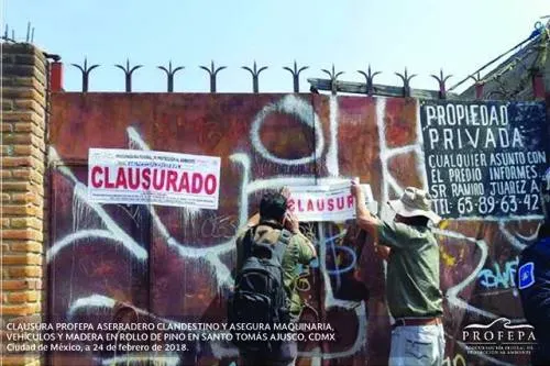Combate Profepa con firmeza tala clandestina al verificar legalidad de la madera