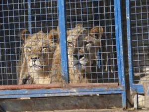 Murió 80% de los animales de circo en México