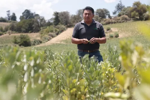 “Gracias al gobernador, ya no estamos solos”: productor de haba de Lafragua