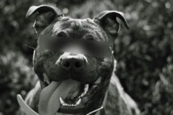 Hombre provoca a perros de raza pitbull y lo atacan, en Zacatlán