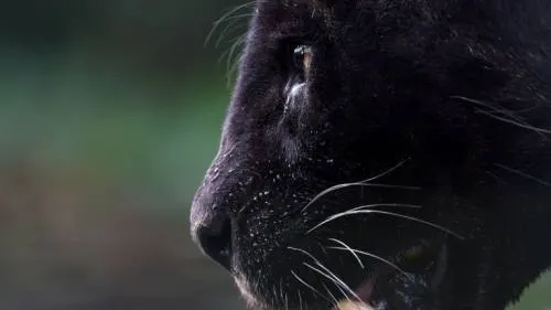 Fotografiaron por primera vez en 100 años al mítico leopardo negro