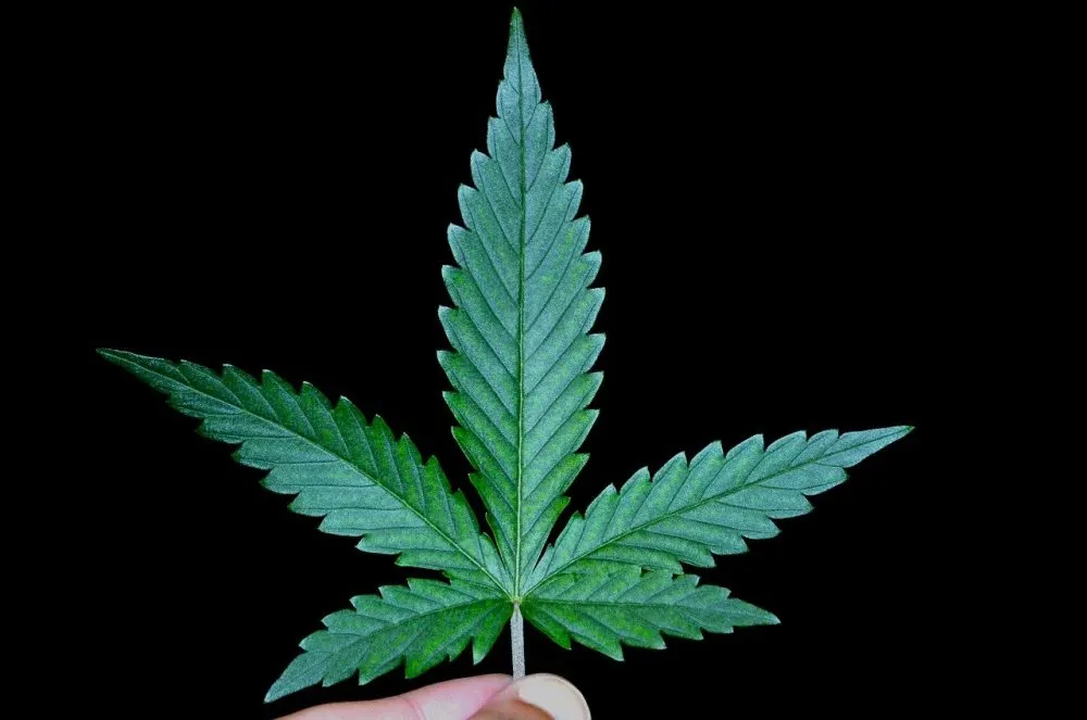 Cannabis