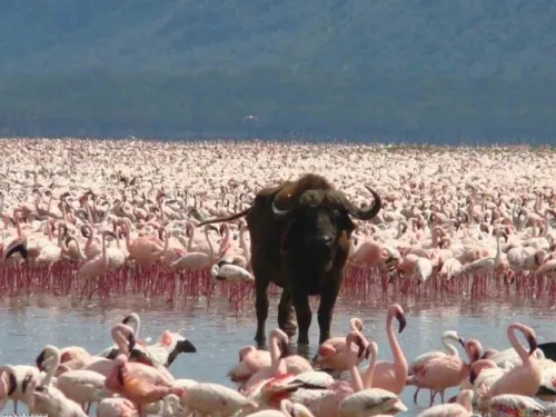Alertan ‘muerte’ de lago donde viven flamencos rosados