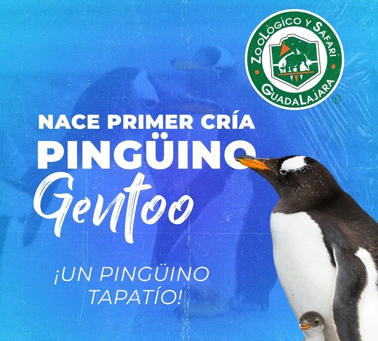 Nace cría de pingüino Gentoo en el Zoológico de Guadalajara