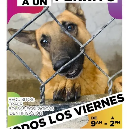 Promueven en Tehuacán paseo de perritos callejeros