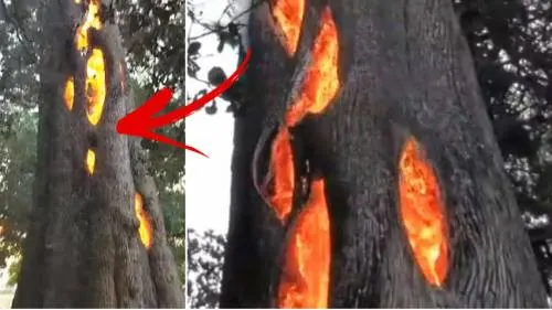 El extraño árbol que arde por dentro en incendio de California