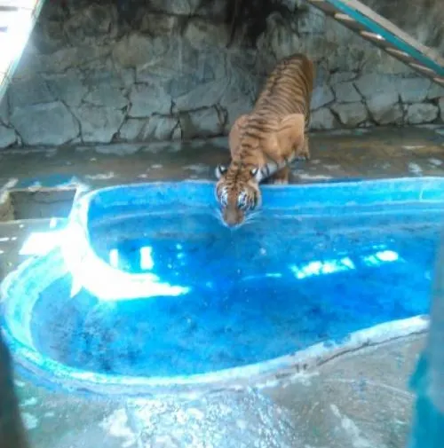 Mantiene Profepa supervisión al zoológico “El Club de los Animalitos”