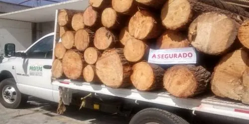 Asegura Profepa 7.2 m3 de madera de pino en Huauchinango
