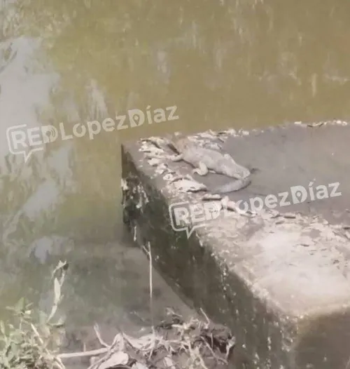Avistan cocodrilo en el Atoyac 