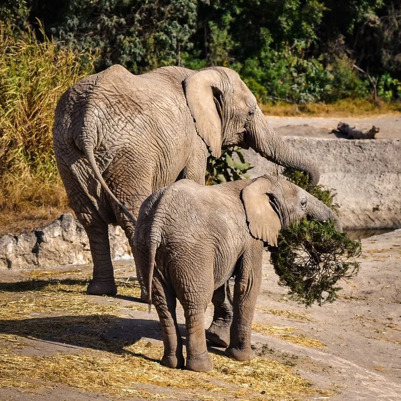 cuautlancingo-verde-navidad-africam-safari