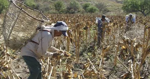 Campesinos mexicanos dicen que el USMCA, como sucedió con el TLCAN, los llevará a más pobreza