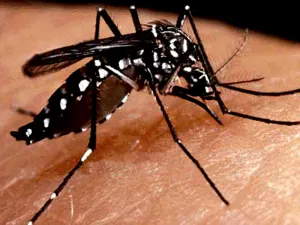 Necesario mantener las medidas preventivas para evitar el dengue