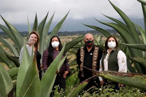 Puebla tercer lugar nacional en cosecha de maguey pulquero