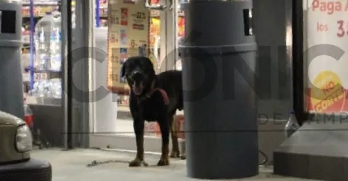 Perro “secuestra” oxxo y muerde a “rehén”